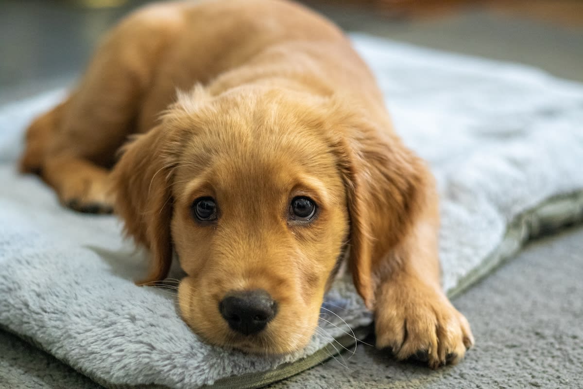 Golden Retriever puppy 1